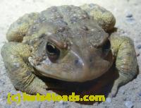 /home//u458753944/public_html/sourcegallery//Roxborough Toad Detour/2013-2019/2013/2013-04-09/P1120064.JPG